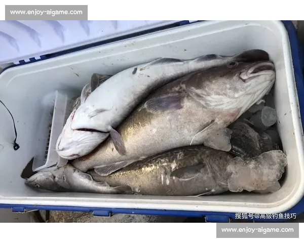 岱山海钓者意外发现：不同鱼类竟有独特 “语言”，百年渔谚暗藏声学密码